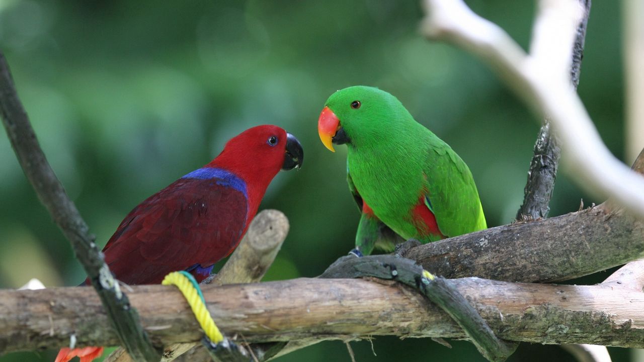 Wallpaper parrots, pair, birds