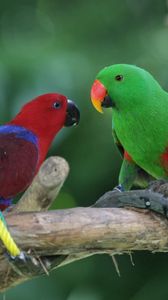 Preview wallpaper parrots, pair, birds