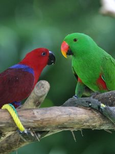 Preview wallpaper parrots, pair, birds