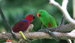 Preview wallpaper parrots, pair, birds