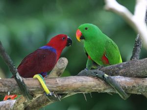 Preview wallpaper parrots, pair, birds
