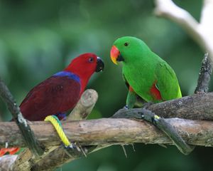 Preview wallpaper parrots, pair, birds