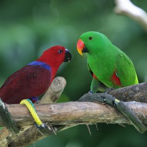 Preview wallpaper parrots, pair, birds