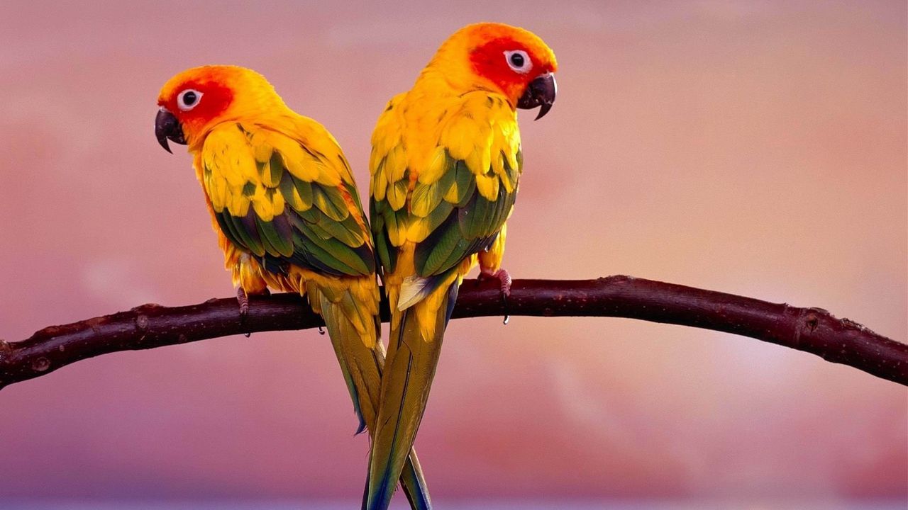 Wallpaper parrots, pair, branch, birds
