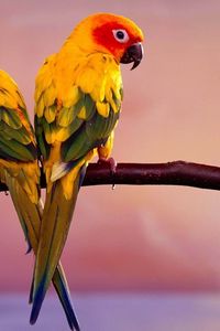 Preview wallpaper parrots, pair, branch, birds