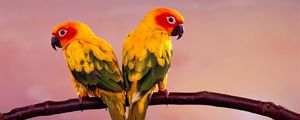 Preview wallpaper parrots, pair, branch, birds