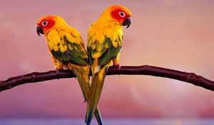 Preview wallpaper parrots, pair, branch, birds