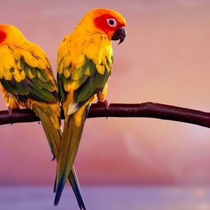 Preview wallpaper parrots, pair, branch, birds