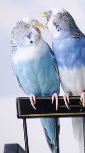 Preview wallpaper parrots, pair, taking care, sit