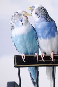 Preview wallpaper parrots, pair, taking care, sit