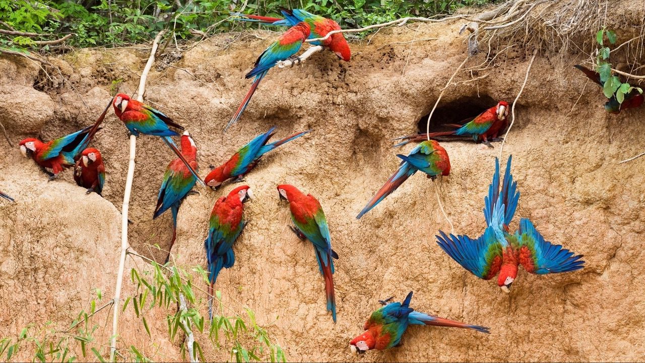 Wallpaper parrots, wall, house, flying, birds, flock