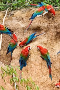 Preview wallpaper parrots, wall, house, flying, birds, flock