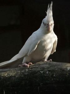 Preview wallpaper parrots, white, black, couple