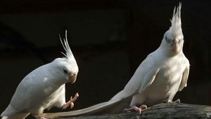 Preview wallpaper parrots, white, black, couple