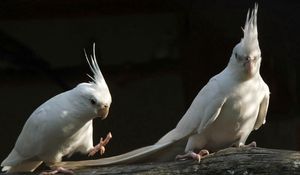 Preview wallpaper parrots, white, black, couple