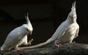 Preview wallpaper parrots, white, black, couple