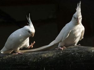 Preview wallpaper parrots, white, black, couple