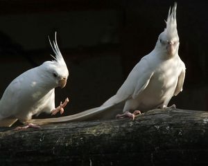 Preview wallpaper parrots, white, black, couple