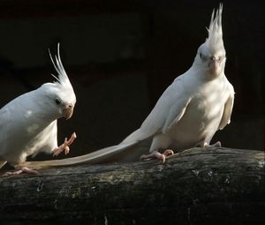 Preview wallpaper parrots, white, black, couple