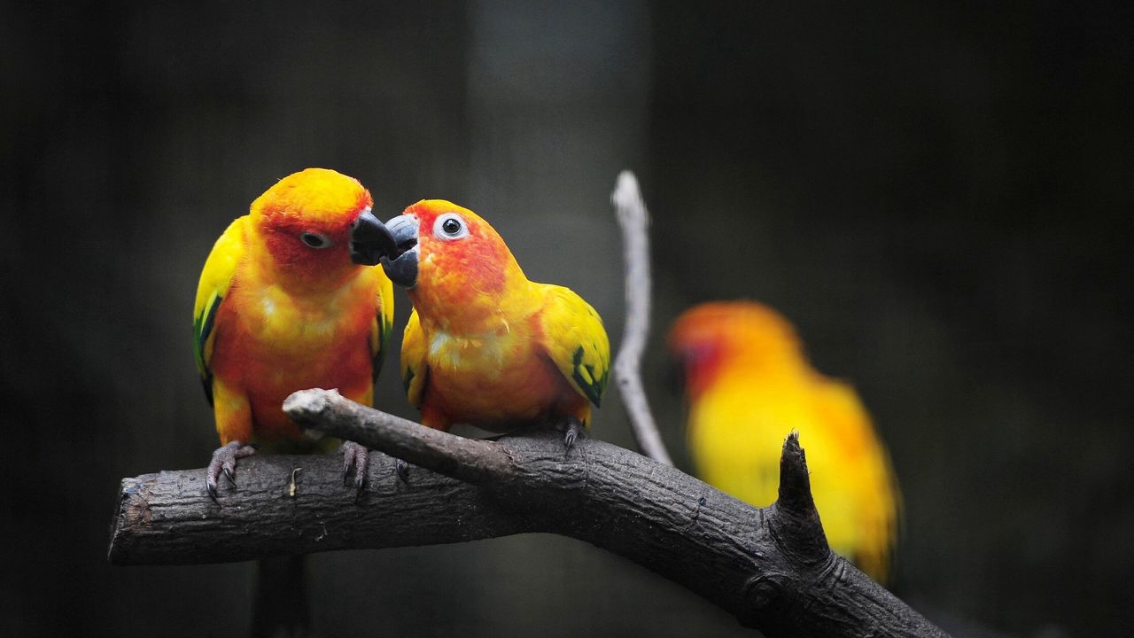 Wallpaper parrots, young, feeding, birds