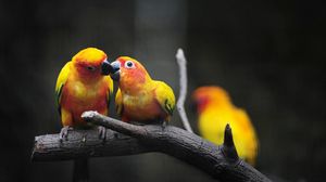Preview wallpaper parrots, young, feeding, birds