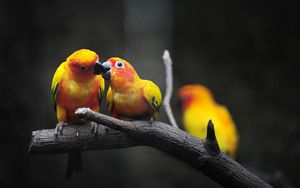 Preview wallpaper parrots, young, feeding, birds