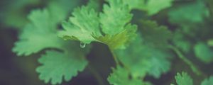 Preview wallpaper parsley, plant, leaves, drop, macro, green