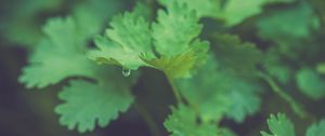 Preview wallpaper parsley, plant, leaves, drop, macro, green