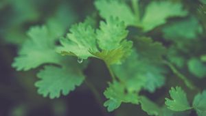 Preview wallpaper parsley, plant, leaves, drop, macro, green