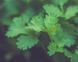 Preview wallpaper parsley, plant, leaves, drop, macro, green