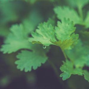 Preview wallpaper parsley, plant, leaves, drop, macro, green