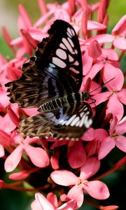 Preview wallpaper parthenos sylvia, butterfly, flowers, petals, macro