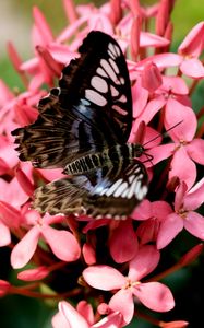 Preview wallpaper parthenos sylvia, butterfly, flowers, petals, macro