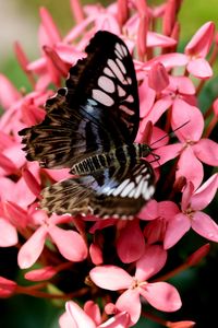 Preview wallpaper parthenos sylvia, butterfly, flowers, petals, macro