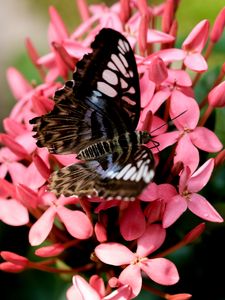 Preview wallpaper parthenos sylvia, butterfly, flowers, petals, macro