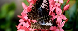 Preview wallpaper parthenos sylvia, butterfly, flowers, petals, macro