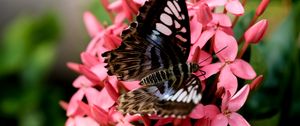 Preview wallpaper parthenos sylvia, butterfly, flowers, petals, macro