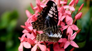 Preview wallpaper parthenos sylvia, butterfly, flowers, petals, macro