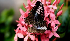 Preview wallpaper parthenos sylvia, butterfly, flowers, petals, macro