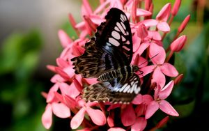Preview wallpaper parthenos sylvia, butterfly, flowers, petals, macro