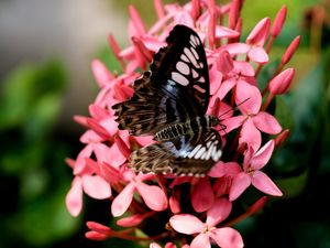 Preview wallpaper parthenos sylvia, butterfly, flowers, petals, macro