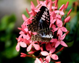 Preview wallpaper parthenos sylvia, butterfly, flowers, petals, macro