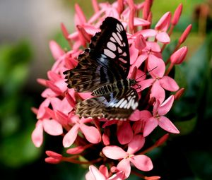 Preview wallpaper parthenos sylvia, butterfly, flowers, petals, macro