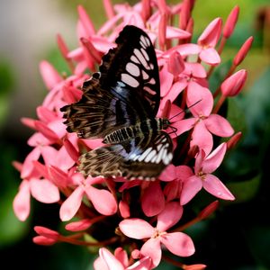 Preview wallpaper parthenos sylvia, butterfly, flowers, petals, macro