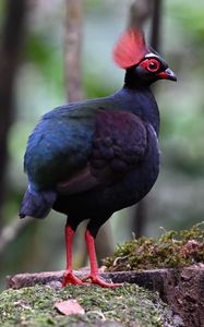 Preview wallpaper partridge, bird, glance, tree, nature