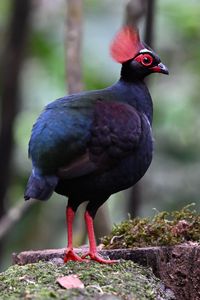 Preview wallpaper partridge, bird, glance, tree, nature