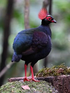 Preview wallpaper partridge, bird, glance, tree, nature