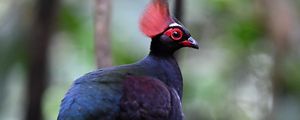 Preview wallpaper partridge, bird, glance, tree, nature