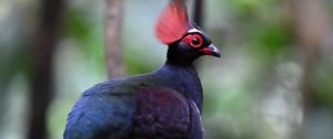 Preview wallpaper partridge, bird, glance, tree, nature