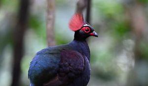 Preview wallpaper partridge, bird, glance, tree, nature